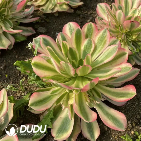 Aeonium Red sleeves Clustering - Image 2