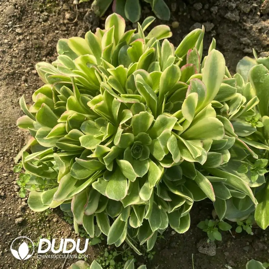 1756121872-e201-1047.webp Aeonium Tesla Ball Clustering - Image 1