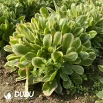 Aeonium Tesla Ball Clustering - Image 2