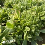 Aeonium Tesla Ball Clustering - Image 3