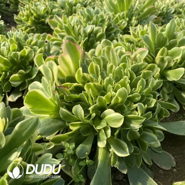 Aeonium Tesla Ball Clustering - Image 3