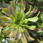 Aeonium Voodoo Silky Variegated Clustering