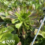 Aeonium Voodoo Silky Variegated Clustering - Image 2