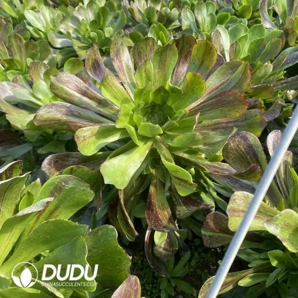 Aeonium Voodoo Silky Variegated Clustering - Image 2