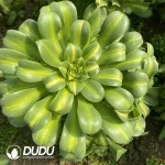Aeonium Yellow Middle Spot Variegated Clustering