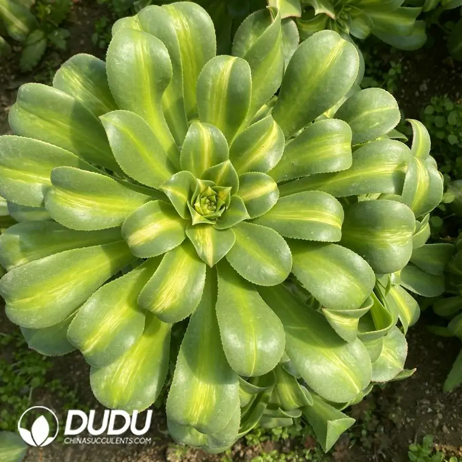 1756121880-e201-1050.webp Aeonium Yellow Middle Spot Variegated Clustering - Image 1