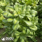 Aeonium Yellow Middle Spot Variegated Clustering - Image 2