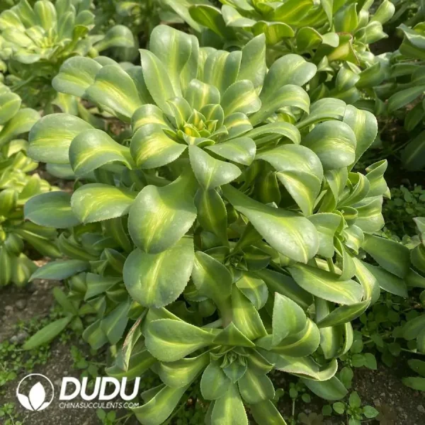 Aeonium Yellow Middle Spot Variegated Clustering - Image 2