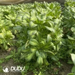 Aeonium Yellow Middle Spot Variegated Clustering - Image 3