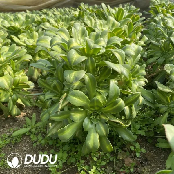 Aeonium Yellow Middle Spot Variegated Clustering - Image 3