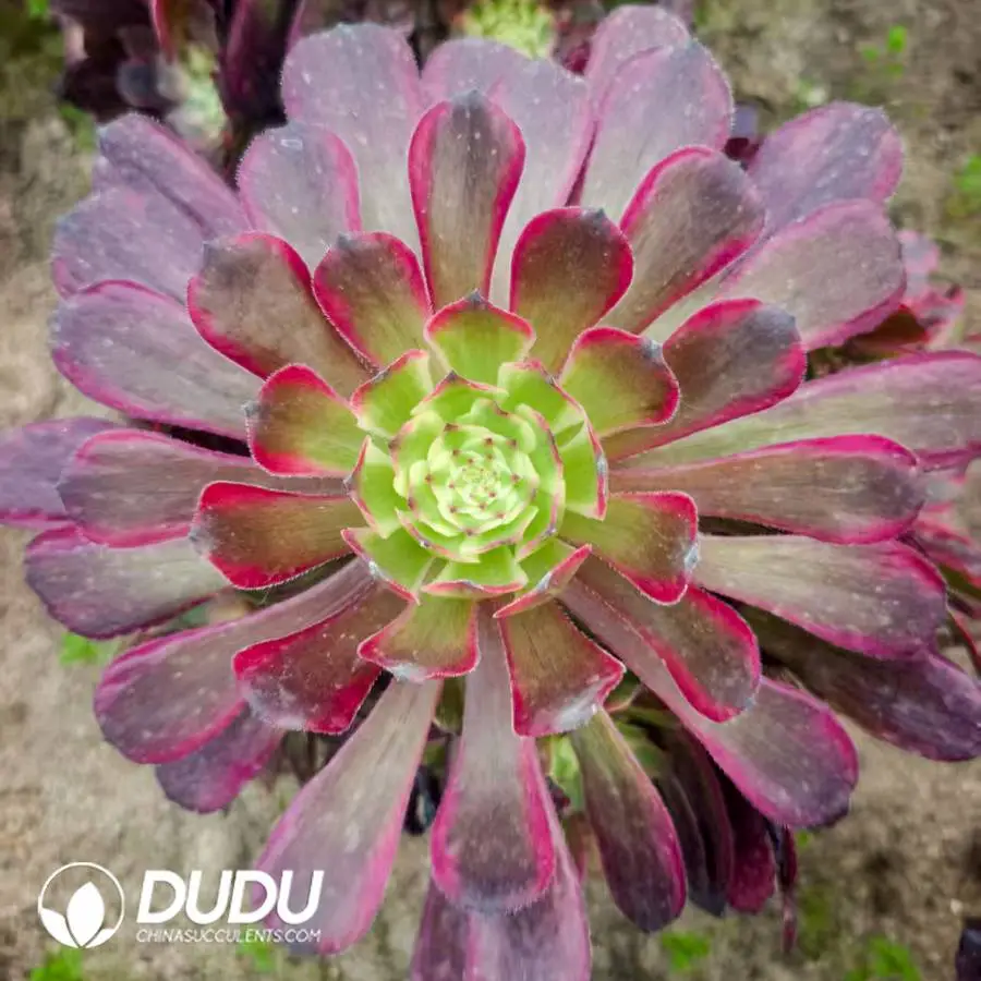 1756121891-1748224950-e201.webp Aeonium Yuechan Clustering - Image 1