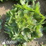 Aeonium Halloween Silk Variegated Ball Clustering