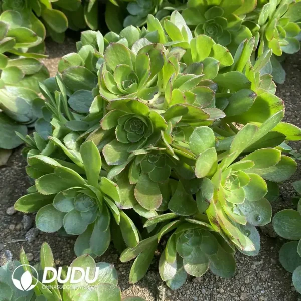 Aeonium Halloween Silk Variegated Ball Clustering - Image 2