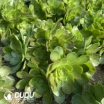 Aeonium Halloween Silk Variegated Ball Clustering - Image 3