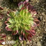 Aeonium Jade Linglong Cristata