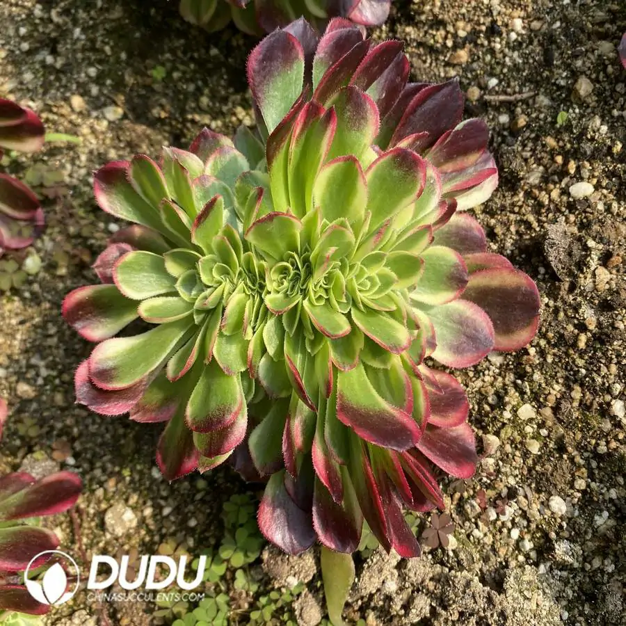 1756121942-e201-1076.webp Aeonium Jade Linglong Cristata - Image 1