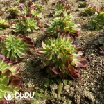 Aeonium Jade Linglong Cristata - Image 3