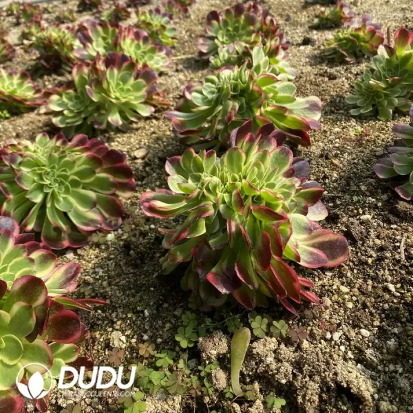 Aeonium Jade Linglong Cristata - Image 3