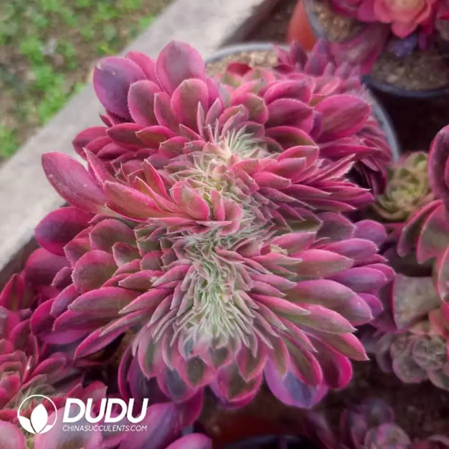 1756121945-1748224958-e201.webp Aeonium Myriad White Cristata - Image 1