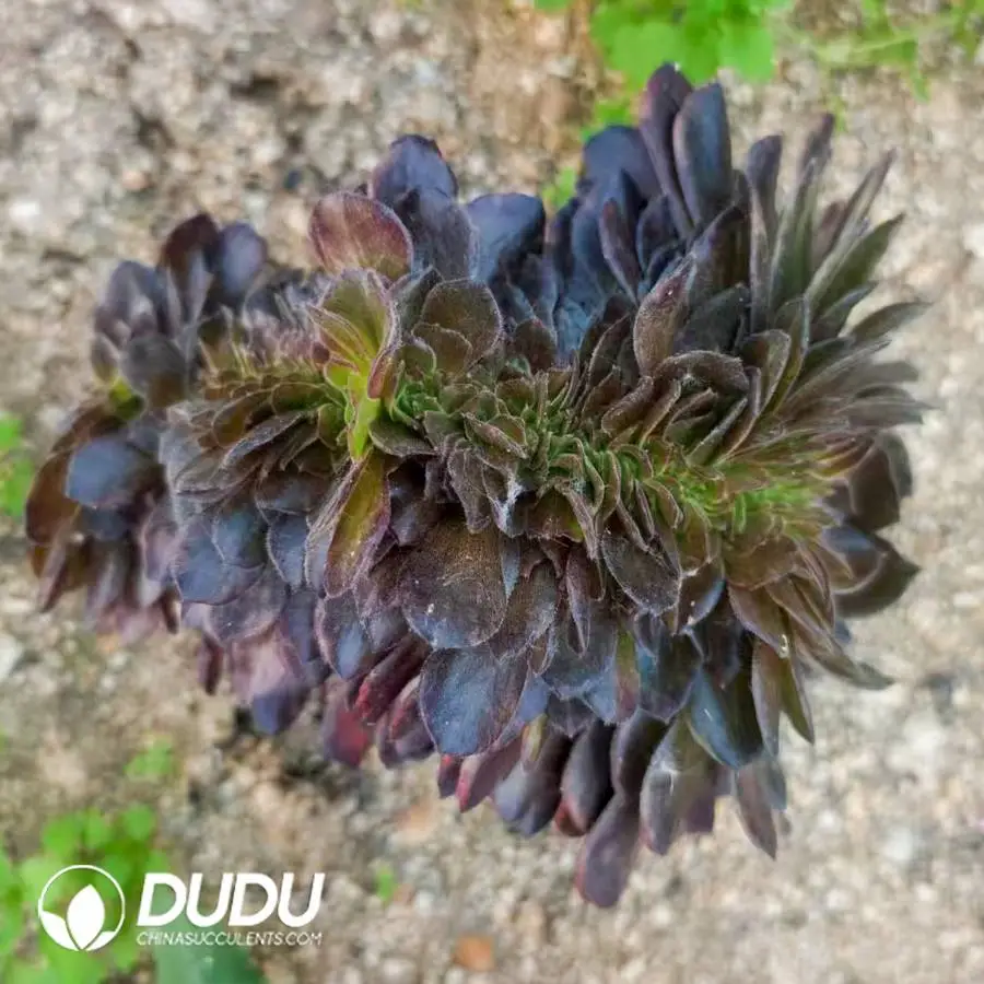 1756121967-1748224961-e201.webp Aeonium Black Widow Cristata - Image 1