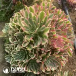 Aeonium Bugatti Clustering