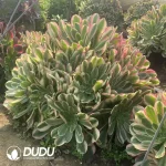 Aeonium Bugatti Clustering - Image 2