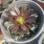 Aeonium Ink Painting