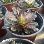 Aeonium Ink Painting - Image 2