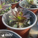 Aeonium Ink Painting - Image 3