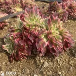 Aeonium Red Qingcheng Cristate