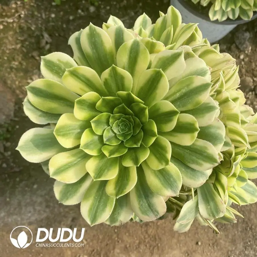 1756122049-e201-1117.webp Aeonium Golden Emerald Clustering - Image 1