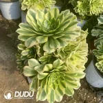 Aeonium Golden Emerald Clustering - Image 2