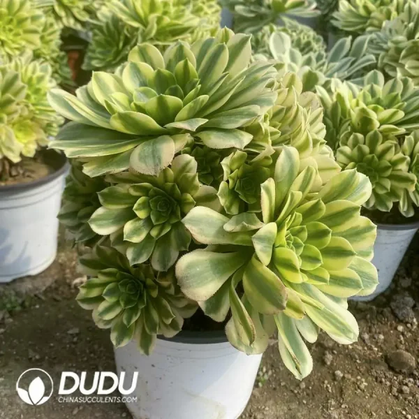 Aeonium Golden Emerald Clustering - Image 3