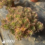 Aeonium Sweet Tea Clustering