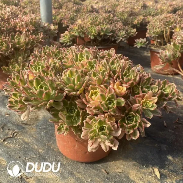 Aeonium Sweet Tea Clustering - Image 2