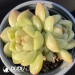 Echeveria Blue Water Ghost Double Head