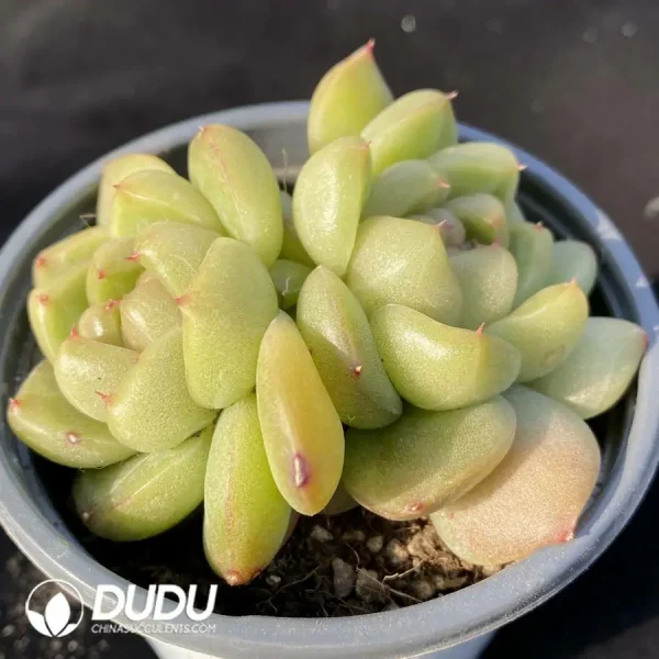 Echeveria Blue Water Ghost Double Head - Image 2