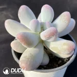 Graptopetalum Rice Milk - Image 2