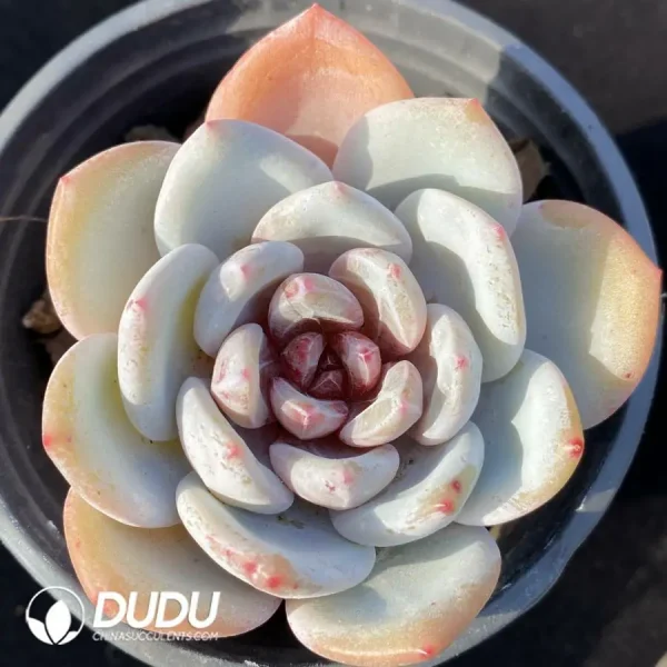 Echeveria Snow Angel - Image 1