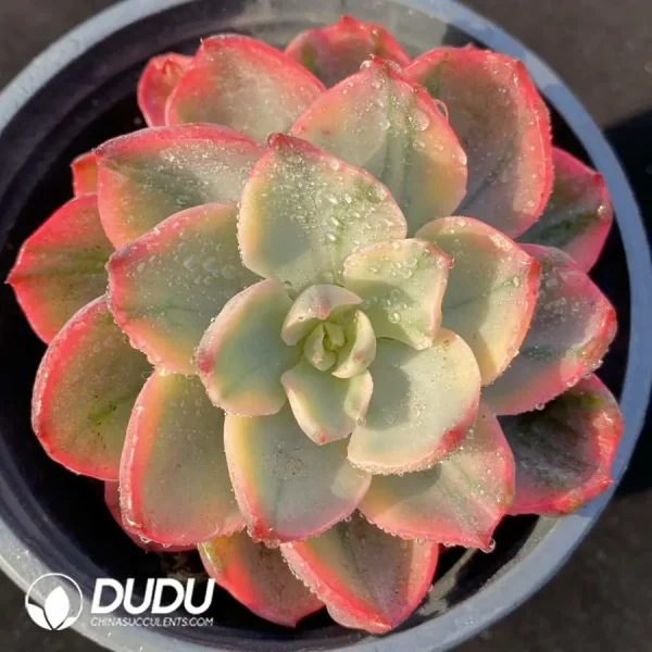 Echeveria No trace Of Tears - Image 1