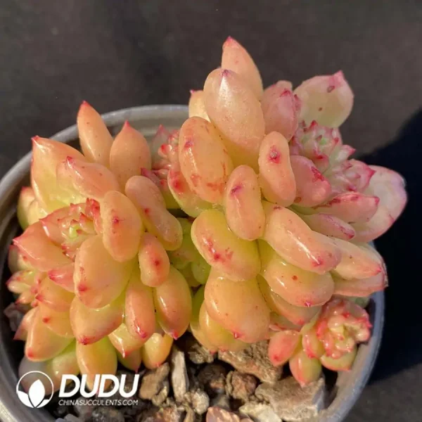 Echeveria Apple Blossom Clustering - Image 1