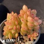 Echeveria Apple Blossom Clustering - Image 2