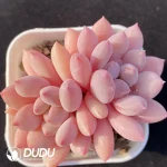 Echeveria Zelda Double Head