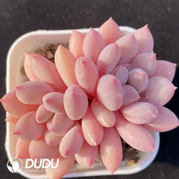 Echeveria Zelda Double Head - Image 1