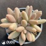 Pachyphytum Rainbow Cluster