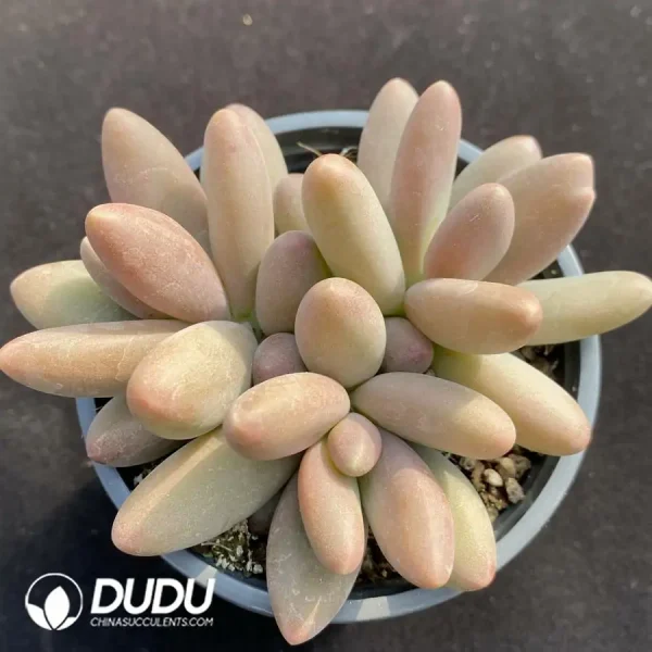 1756122157-e201-1159.webp Pachyphytum Rainbow Cluster - Image 1