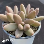 Pachyphytum Rainbow Cluster - Image 2