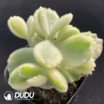 Cotyledon White Bear - Image 2