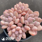 Echeveria Princess Zelda Cluster