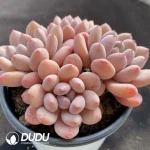 Echeveria Princess Zelda Cluster - Image 2